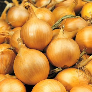 Cipolla - Sochaczewska - Varietà classica adatta a tutti i tipi di terreno