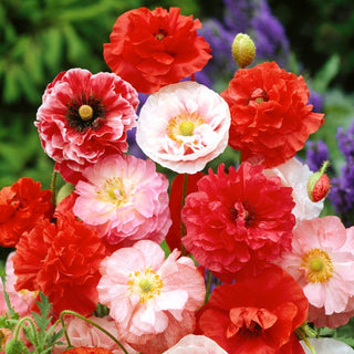 Papavero comune - Miscuglio - Leggero, arioso, romantico - Papaver rhoeas