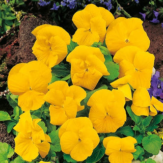 Viola del Pensiero - Coronation Gold - Splendore dorato in ogni aiuola - Viola ×wittrockiana