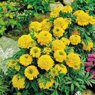 Tagete erecta Nana - Cupido Giallo - Accento solare nel tuo giardino - Tagetes erecta