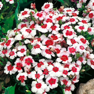 Garofano Cinese - Merry Go-Round - Miscela allegra per ogni aiuola - Dianthus chinensis