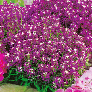 Alisso Nano - Viola-blu - Tappeti bassi e compatti di piccoli fiori - Lobularia maritima