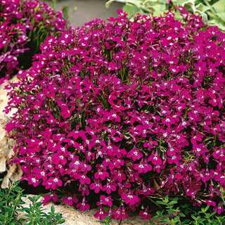 Lobelia Nana - Rosso Cremisi - Accento rosso intenso per le aiuole - Lobelia erinus