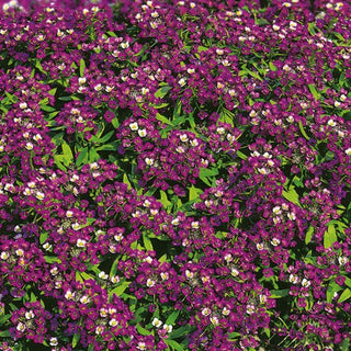 Alisso Nano - Viola Scuro - Fioritura continua per tutta l’estate - Lobularia maritima