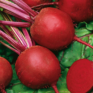 Barbabietola ROTONDA ROSSA SCURA - Facile da coltivare, varietà produttiva - Busta Gigante - 500 g