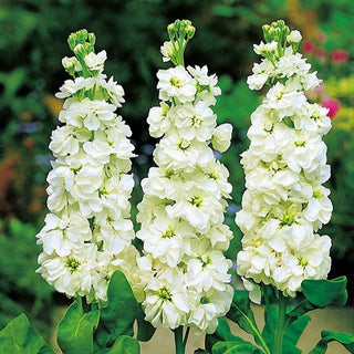 Violacciocca - Excelsior Avalanche - Bianco classico per aiuole e bouquet - Matthiola incana