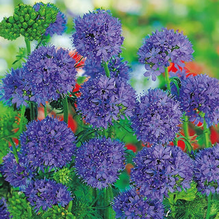 Gilia capitata - Ideale per prati fioriti e aiuole - Gilia capitata - Semi Premium