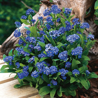 Non Ti Scordar Di me - Indigo - Blu Scuro - Compatta, facile da coltivare, fioritura prolungata - Myosotis alpestris