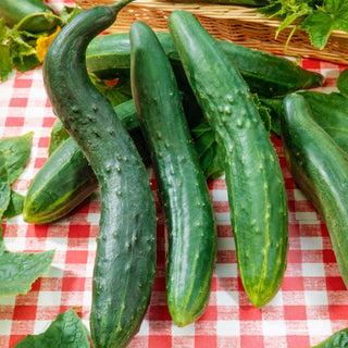 Cetriolo - Longo Da China - Varietà da insalata di media precocità
