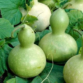 Zucca Lagenaria - Giant Bottle - Frutti giganti, unici, a forma di bottiglia - Lagenaria siceraria