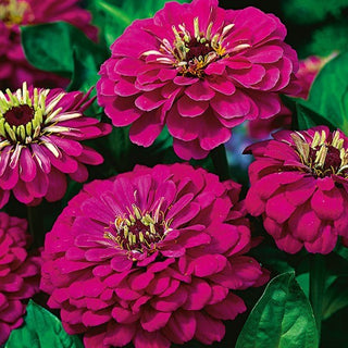 Zinnia fior di Dalia - Violet Queen - Viola regale dal colore intenso - Zinnia elegans
