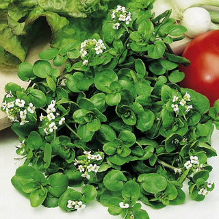 BIO Crescione d'acqua - Bomba naturale di microelementi - Nasturtium officinale