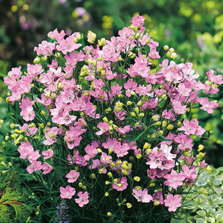 Speronella Cinese Rosa - Alta e maestosa, sfondo ideale - Delphinium grandiflorum