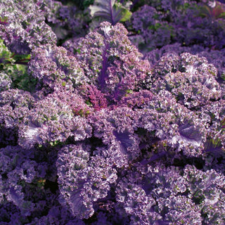 Cavolo riccio Scarlet - Decorazione commestibile per l’orto