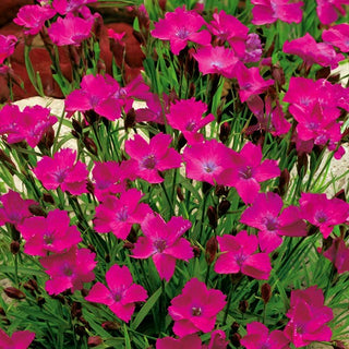 Garofanino minore - Carminio Rosso - Fiori rossi accattivanti - Dianthus deltoides