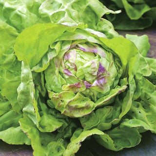 May Queen Lettuce - Quick Harvest, Queen of Salads and Sandwiches - Premium Seeds