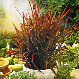 Riso Ornamentale - Black Madras - Decorativa ed elegante per il giardino - Oryza sativa - Semi Premium