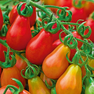 Pomodoro - Red Pear - Piccoli frutti a forma di pera, gusto da dessert