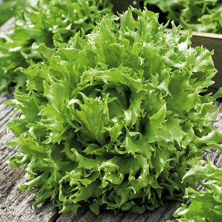 Regina Dei Ghiacci Iceberg Lettuce - Tasty Addition to Any Dish - Premium Seeds