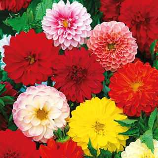 Dalia Nana - Opera - Doppia Miscuglio - Ideale per vasi e bordure - Dahlia pinnata - Semi Premium