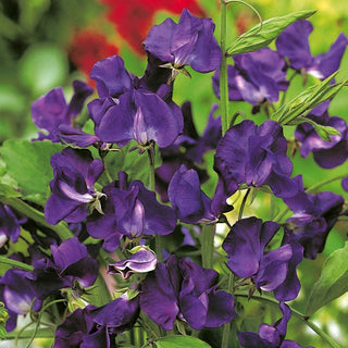 Pisello Odoroso - Blu Scuro - Fiori belli che attirano le farfalle - Lathyrus odoratus