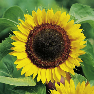 Girasole - Raccolto abbondante di semi perfetti per la tostatura - Helianthus annuus - 500 g