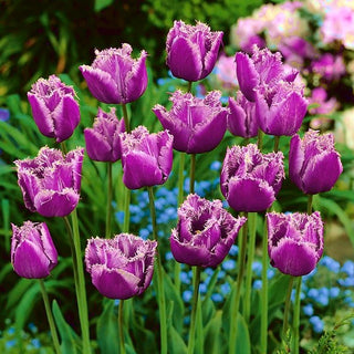 Tulipano - American Eagle - Tulipa - Cespugli fitti e compatti, facile da coltivare - 5 bulbi