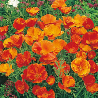 Escolzia della California - Mikado - Affascinante decorazione energica nei colori - Eschscholzia californica