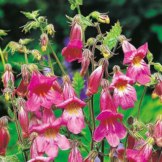 Rehmannia - Fiori lunghi, tubolari, dall’aspetto naturalistico - Rehmannia angulata - Semi Premium