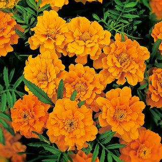 Tagete - Valencia - Varietà colorate per il giardino - Tagetes patula