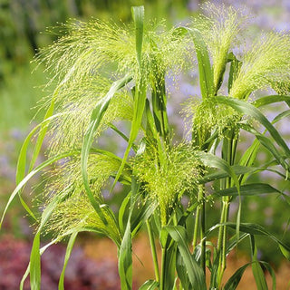 Panicum elegans - Panicum elegans - Pannocchie spettacolari e ariose - Panicum elegans - Semi Premium