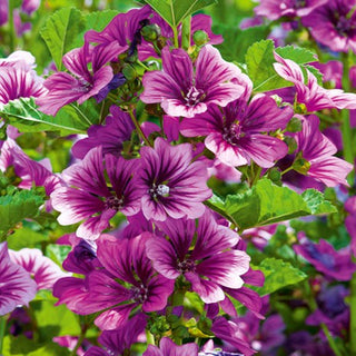 Malva Mauritiana - Decorativa, di un viola intenso - Malva sylvestris L. var. mauritiana - Semi Premium