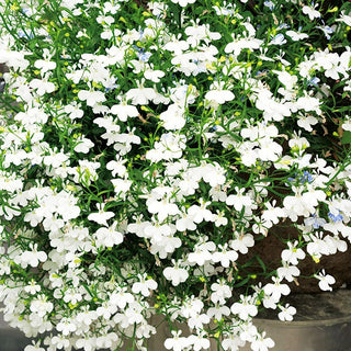 Lobelia pendente - Bianco - Elegante decorazione per terrazze e balconi - Lobelia pendula