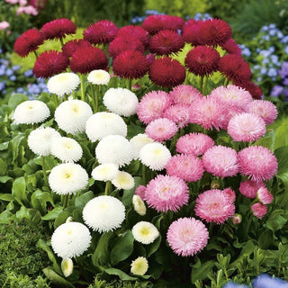 Pomponette Daisy - Delightful Flowers for Borders - Bellis perennis - Premium Seeds