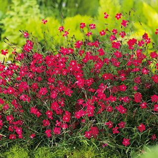 Garofanino minore - Flashing Light - Fiore rosso con un accento insolito - Dianthus deltoides