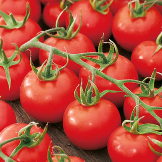 Pomodoro Dafne F1 - Alta produttività e resistenza, raccolta precoce