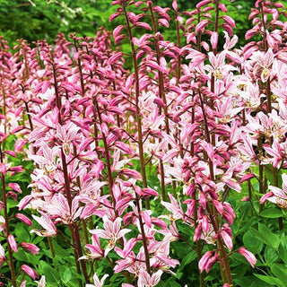 Dittamo - Resistente alla siccità pianta da giardino - Dictamnus fraxinella - Semi Premium
