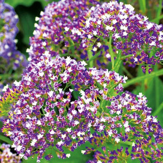 Limonium perezii - Fiori viola spessi per l’estate - Limonium perezii