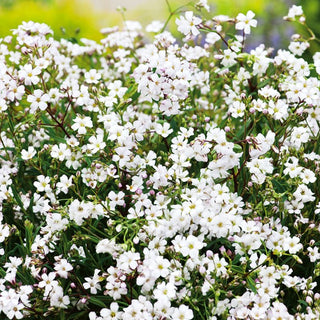 Gypsophila Strisciante - Bianco - Decorazione delicata per il giardino - Gypsophila repens