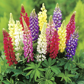 Garden Lupin - A Selection of Varieties - Colourful Summer Magic for Beds - Lupinus Polyphyllus - Premium Seeds