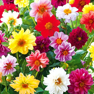 Dalia - Semi-doppia Miscuglio - Dalie semi-doppie in miscela estiva - Dahlia pinnata - Semi Premium