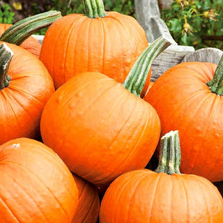 BIO Zucca Jack O'Lantern - Decorazione autunnale ecologica - Semi Premium