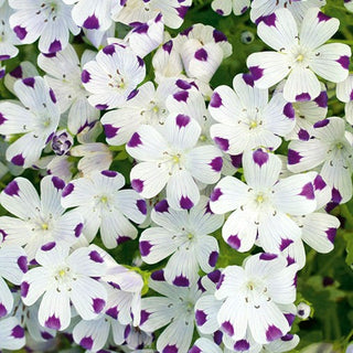 Nemophila con Macchie - Motivo interessante, spettacolare e originale - Nemophila maculata - Semi Premium