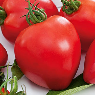 Pomodoro Herodes - Crescita vigorosa, alta produttività, frutti grandi