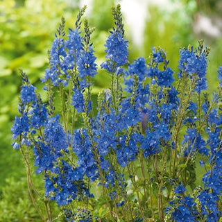 Veronica Maggiore - Colore intenso e brillante che dura nel tempo - Veronica teucrium - Semi Premium