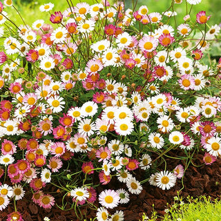 Erigeron karvinskianus - Tappeto di fiori rosa e bianchi - Erigeron karvinskianus