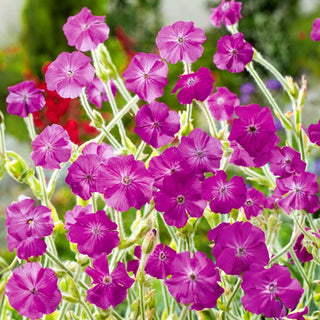Crotonella Coronaria - Decorazione per aiuole e muretti - Lychnis coronaria - Semi Premium