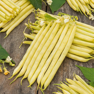 Dwarf Bean Furora Polana - Abundant Yield, Delicate Meaty Pods - Premium Seeds
