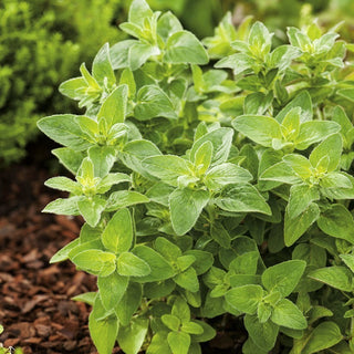 BIO Origano Comune - Aroma italiano fresco dall’orto - Origanum vulgare - Semi Premium