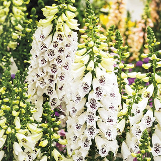 Digitale - Bianco - Forma estremamente decorativa e altezza - Digitalis purpurea